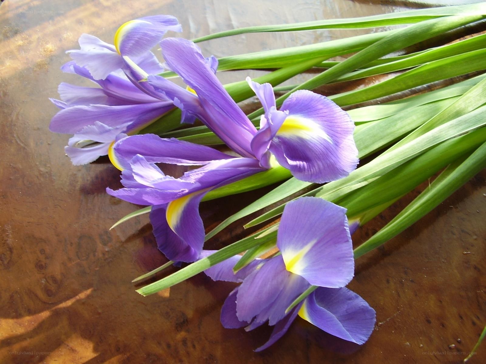 Purple irises on wooden surface