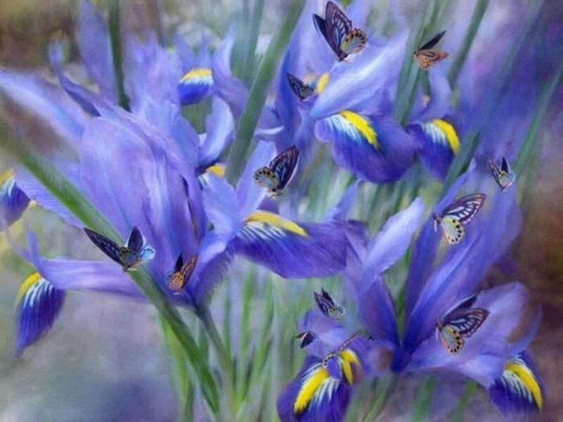 Purple Irises with Butterflies — Serene