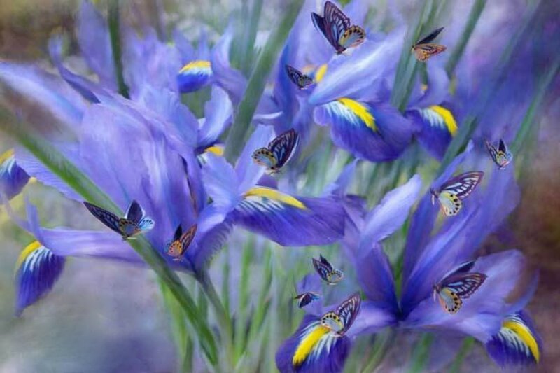 Purple Irises with Butterflies