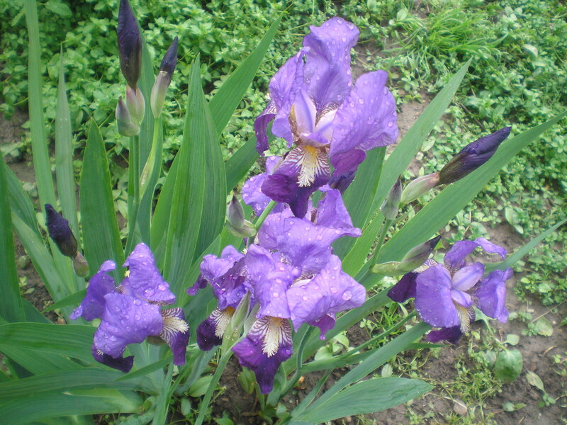 Purple irises with raindrops