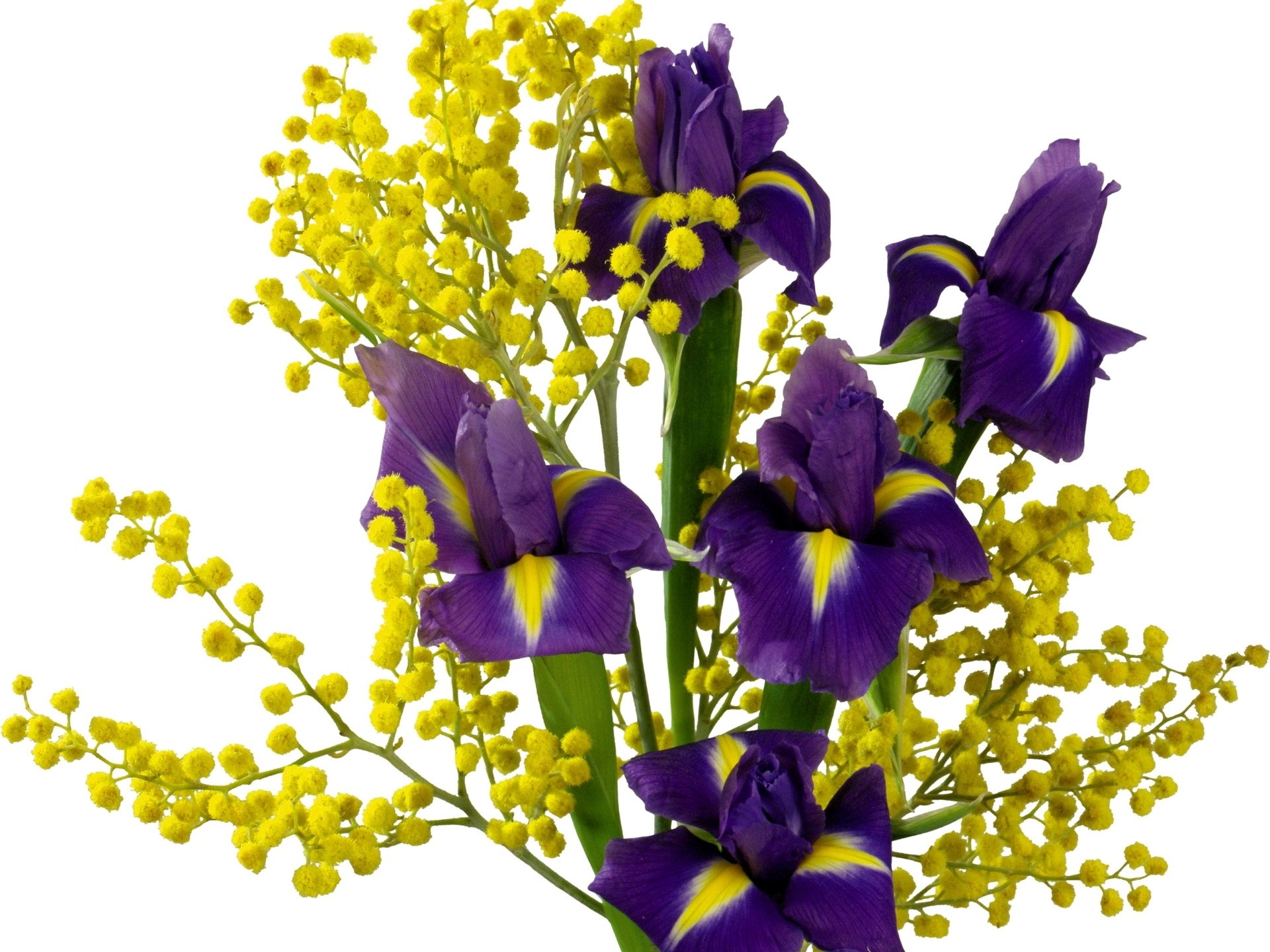 Purple irises with yellow mimosa