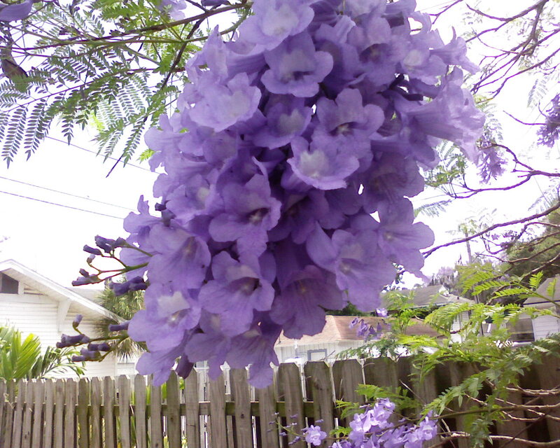 Purple Jacaranda Flowers — Calm, Afternoon