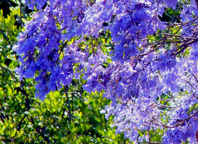 Purple Jacaranda Flowers — Calm