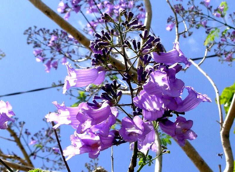 Purple Jacaranda Flowers — Serene, Afternoon