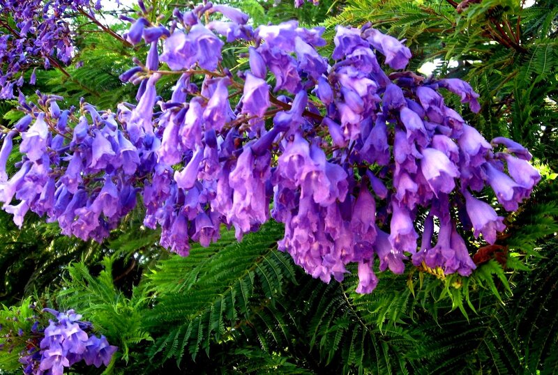 Purple Jacaranda Flowers — Serene