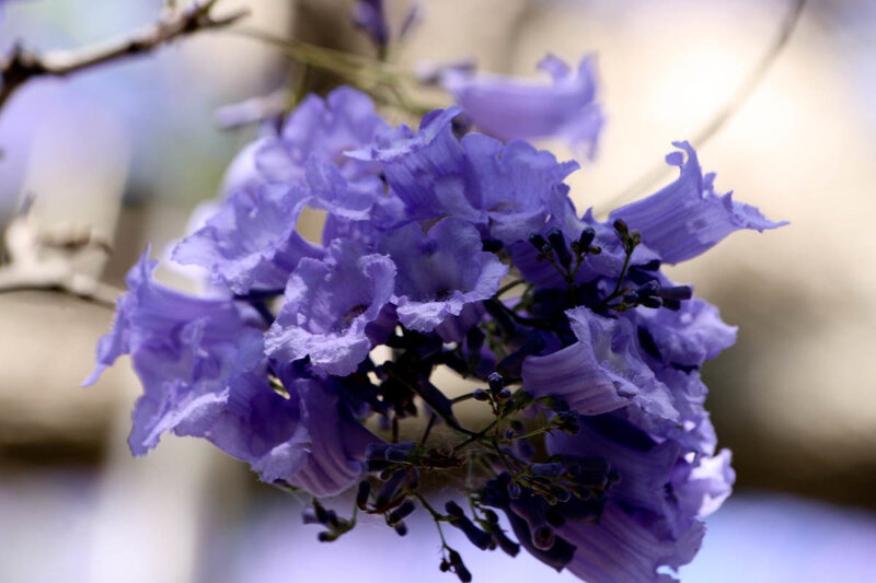 purple jacaranda flowers