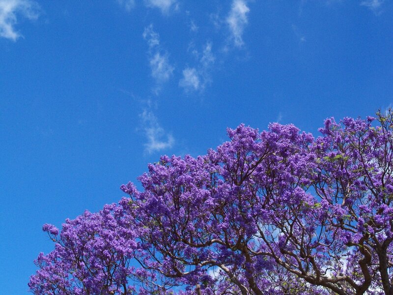 Purple jacaranda tree against blue sky