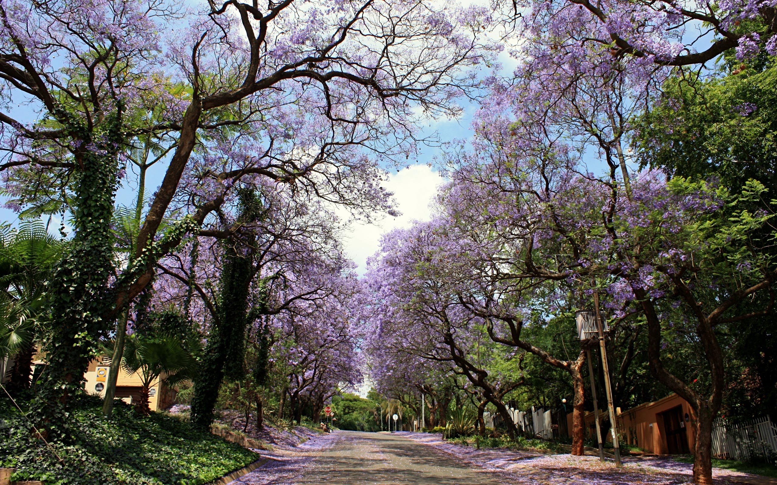 Purple Jacaranda Tree Avenue