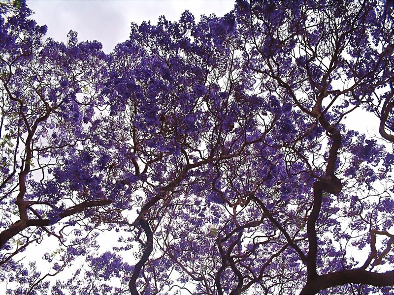purple jacaranda tree canopy