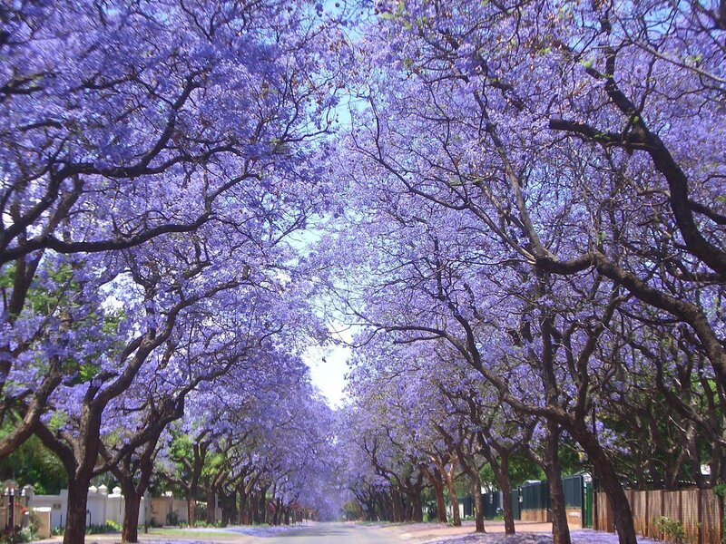 purple jacaranda tree canopy