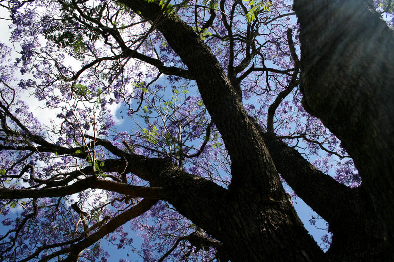 Purple jacaranda tree in bloom