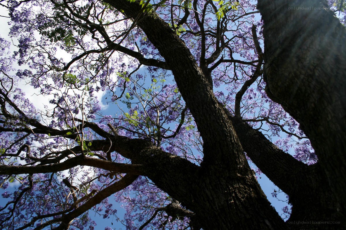 Purple jacaranda tree in bloom
