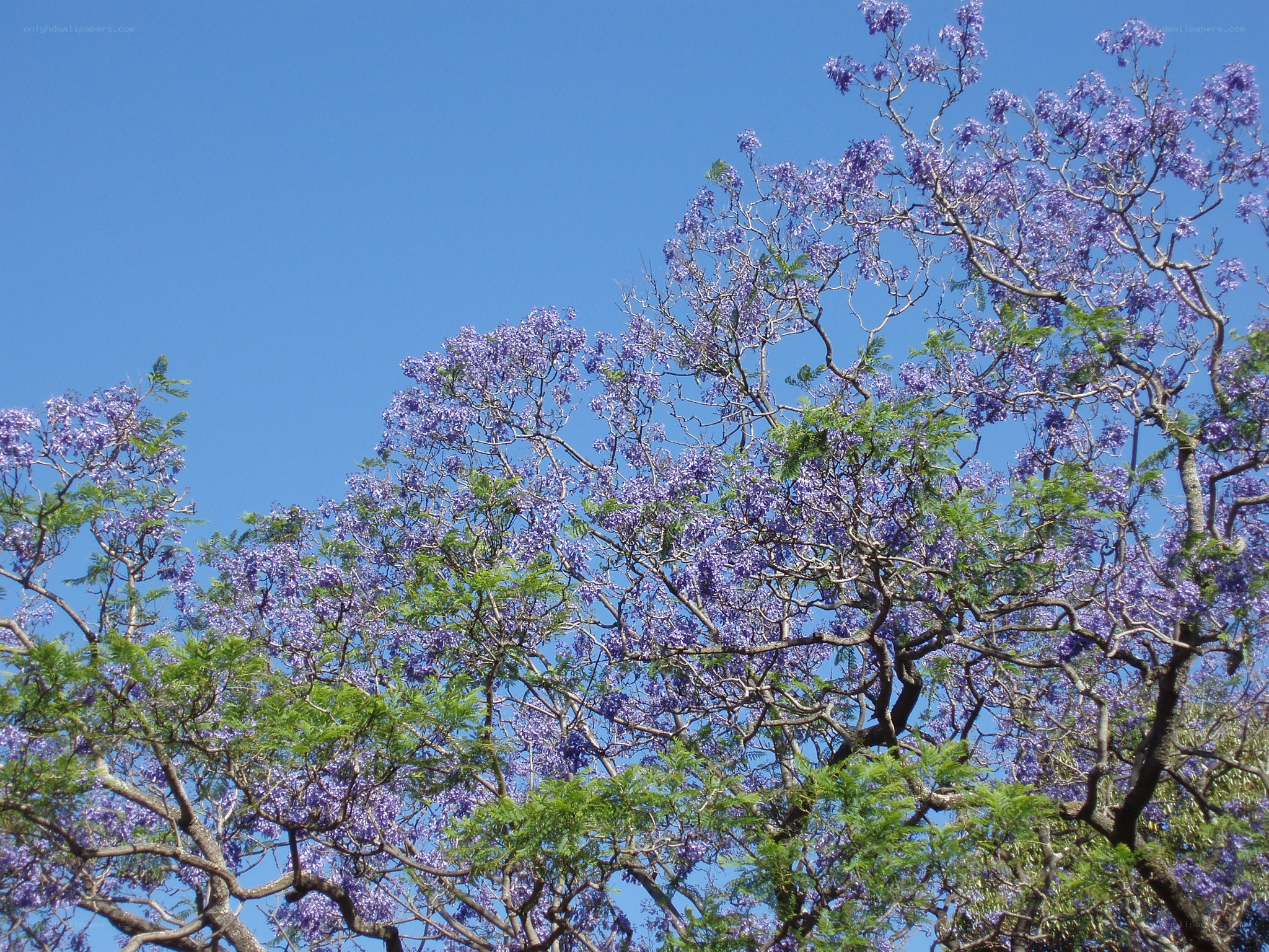 Purple jacaranda tree in bloom