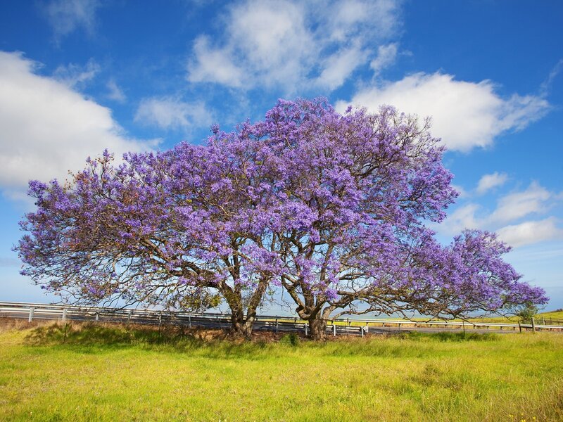Purple jacaranda tree in field