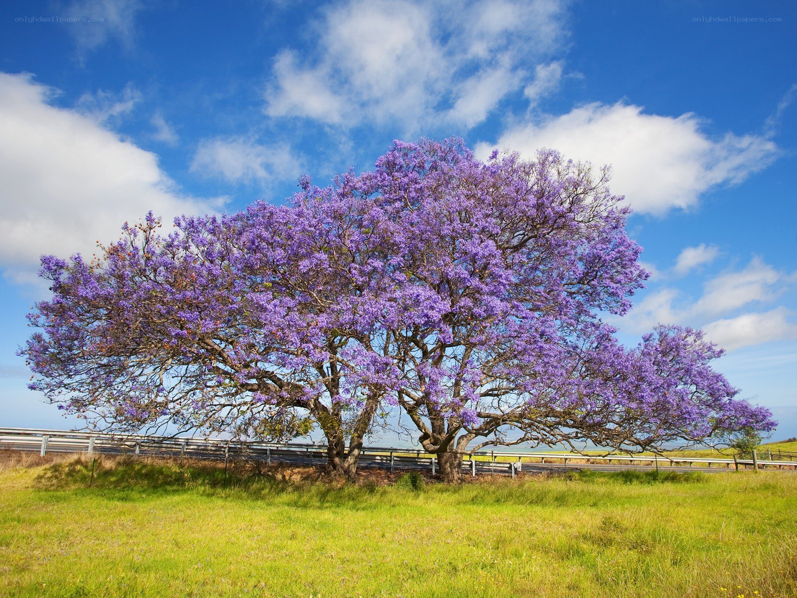 Purple jacaranda tree in field