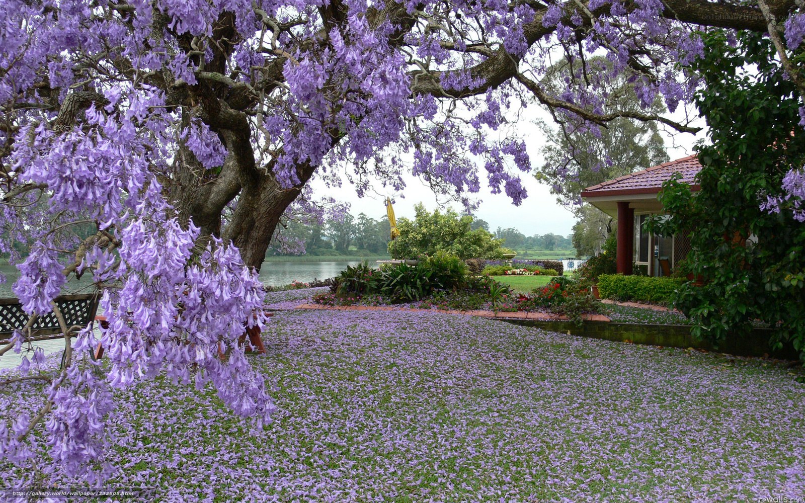 Purple Jacaranda Tree in Garden