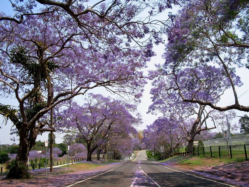 purple jacaranda tree-lined road