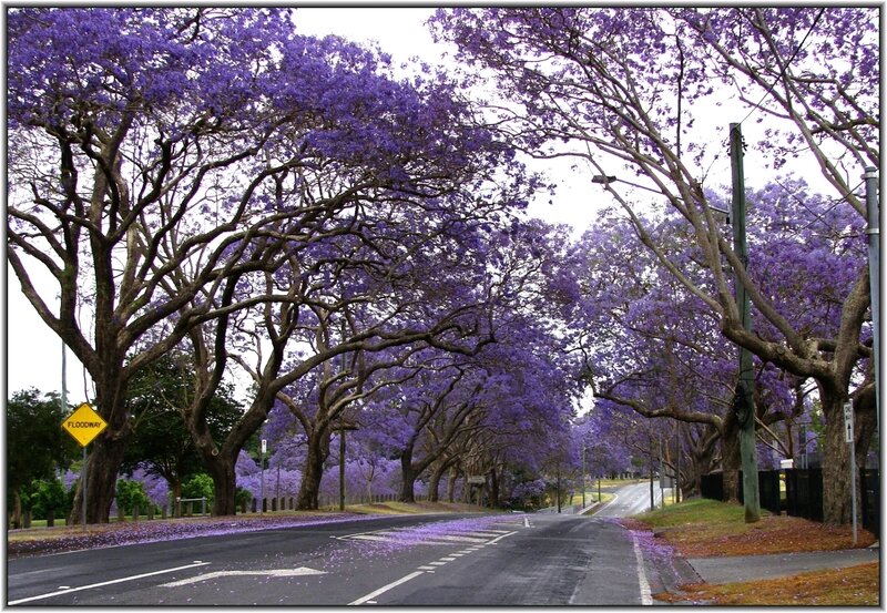 purple jacaranda tree-lined street