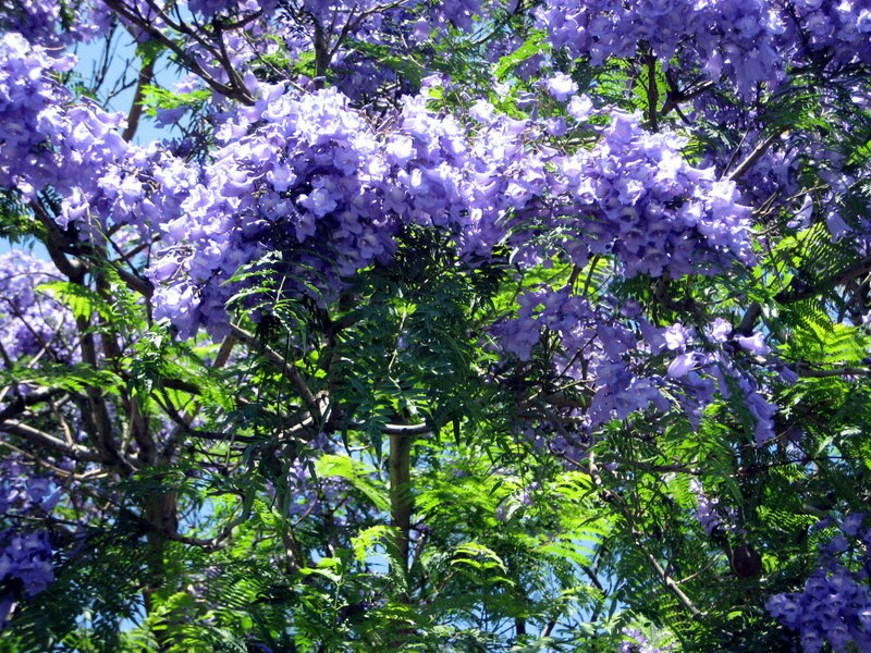 Purple Jacaranda Tree — Serene, Afternoon, Photograph