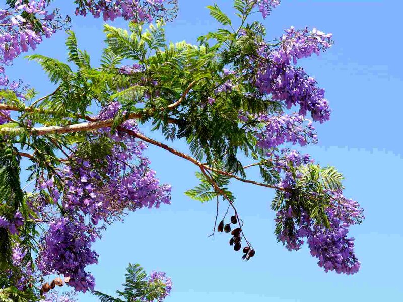 Purple Jacaranda Tree — Serene, Afternoon