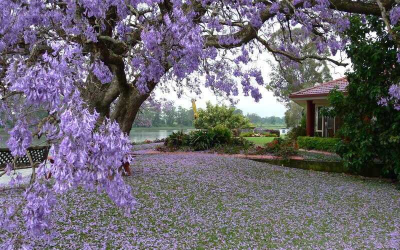 Purple Jacaranda Tree — Serene, Spring, Photograph, Flowers, Lawn