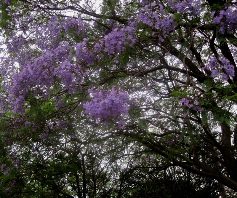 Purple Jacaranda Tree — Serene, Spring, Photograph, Flowers