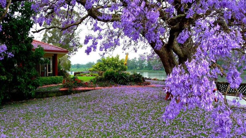 Purple Jacaranda Tree — Serene, Spring, Photograph, Garden