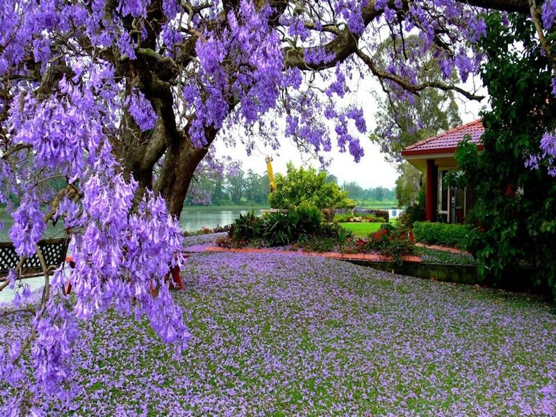 Purple Jacaranda Tree — Serene, Spring