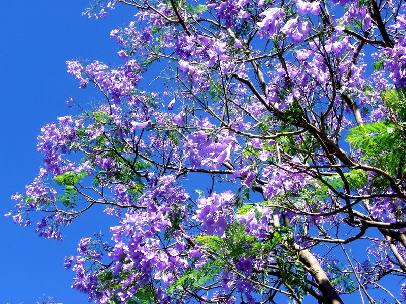 Purple Jacaranda Tree — Serene