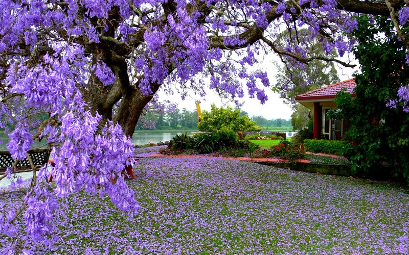 Purple Jacaranda Tree
