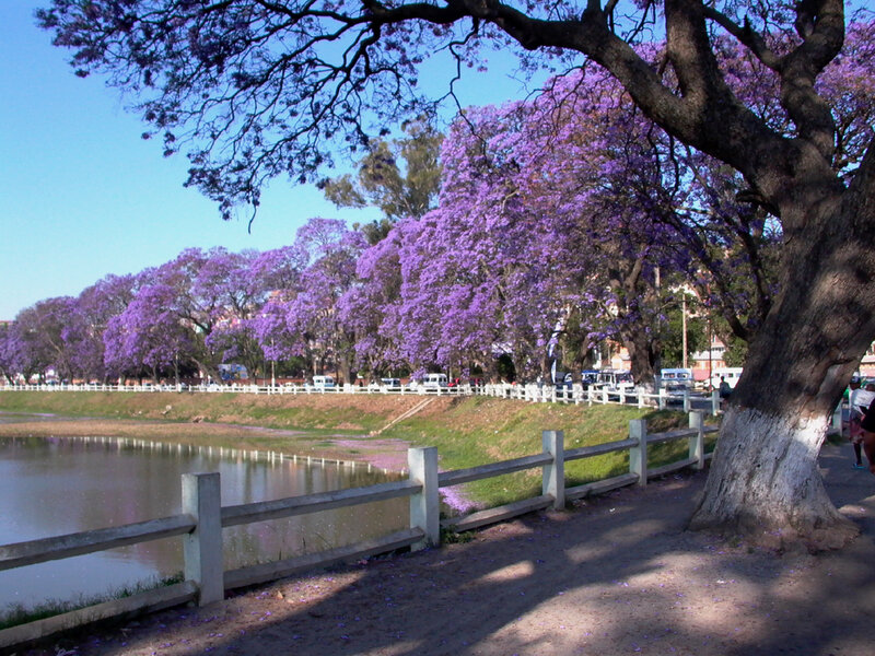 Purple jacaranda trees by a river