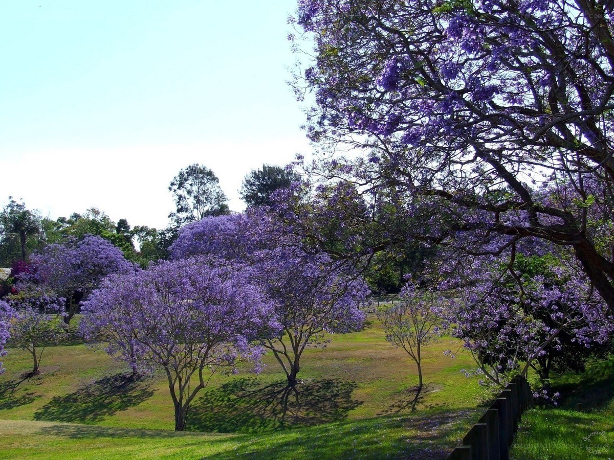 Purple jacaranda trees in bloom