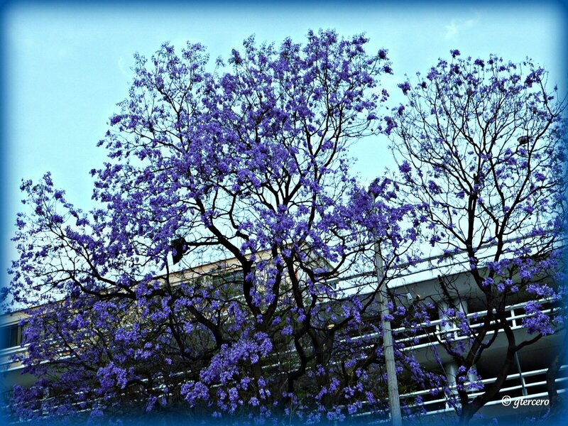 Purple Jacaranda Trees in Bloom