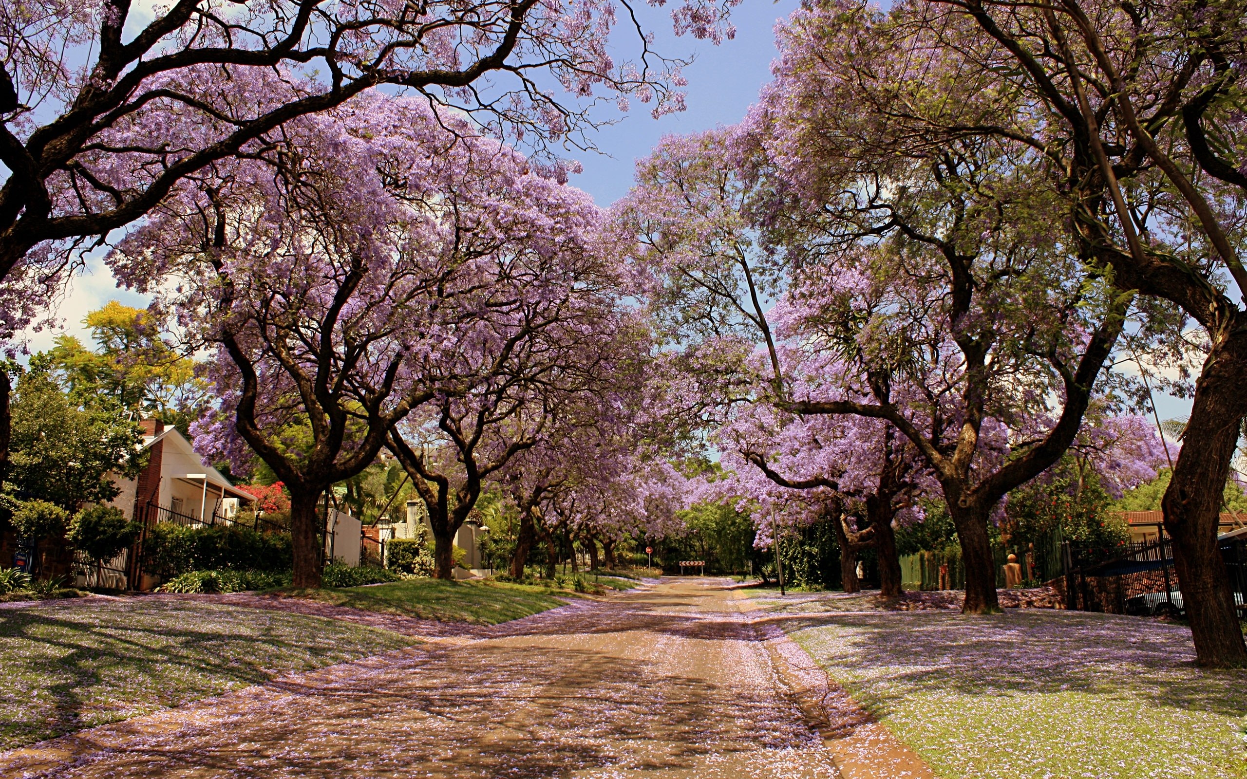 purple jacaranda trees in bloom