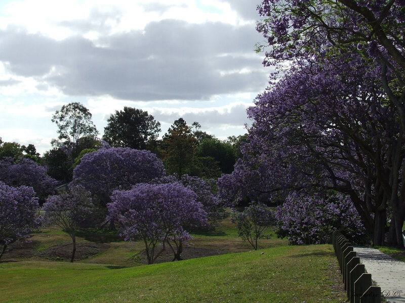 Purple Jacaranda Trees in Park