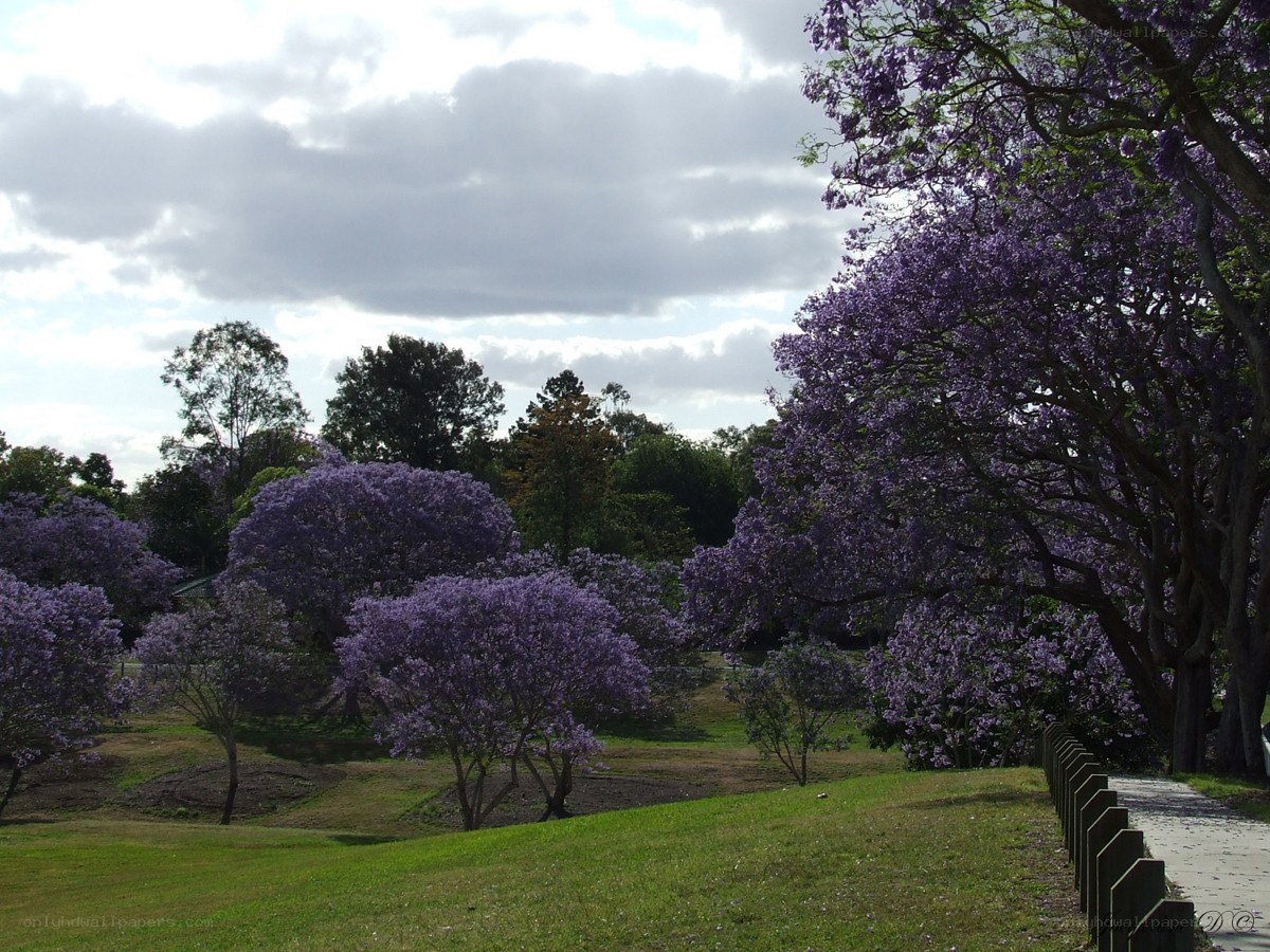 Purple Jacaranda Trees in Park