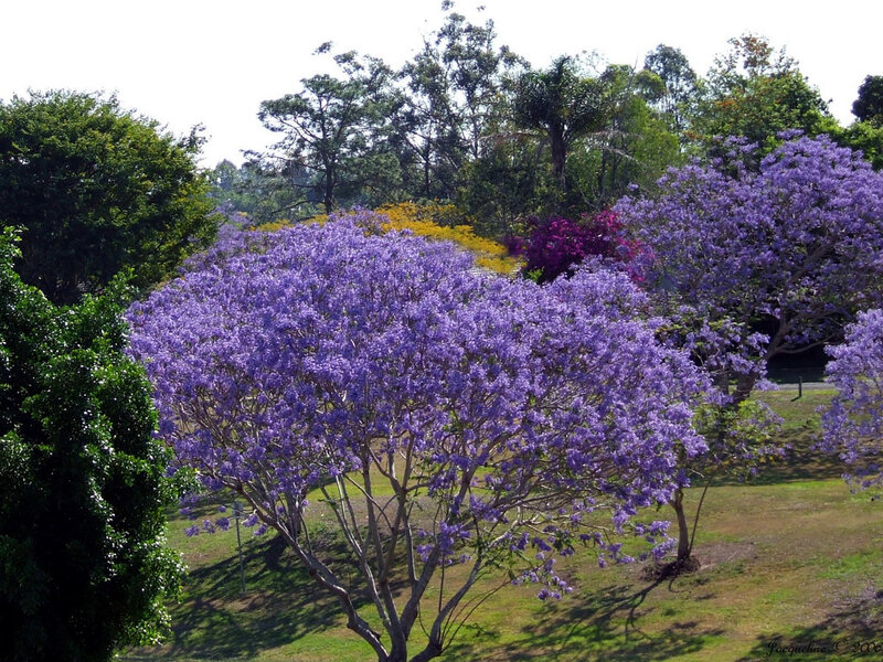 Purple Jacaranda Trees — Serene, Afternoon, Photograph, Grass