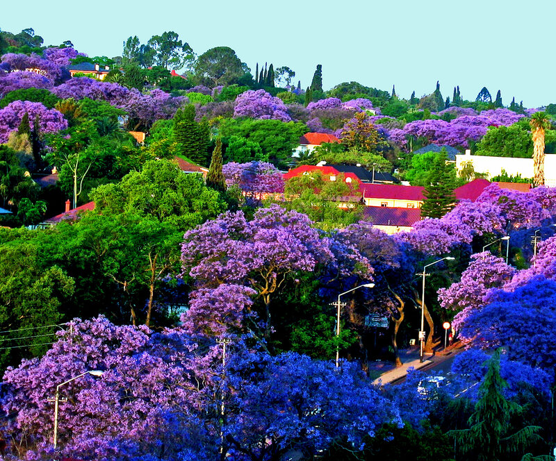 Purple Jacaranda Trees — Serene, Afternoon