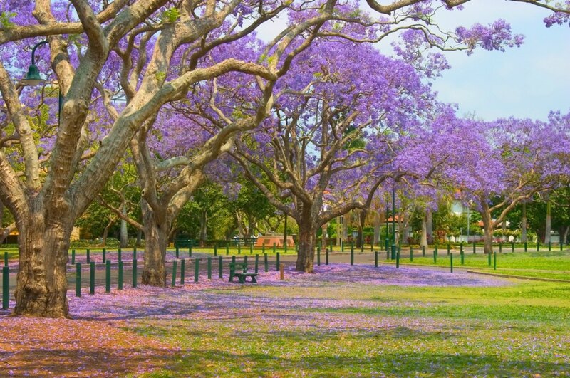 Purple Jacaranda Trees — Serene, Spring, Photograph, Park