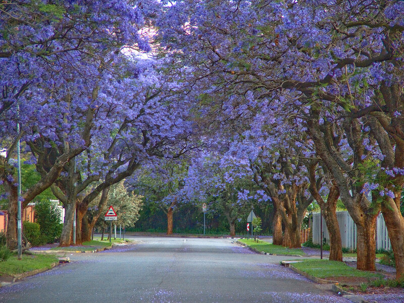 Purple Jacaranda Trees — Serene, Spring, Photograph, Road, Flowers, Signs