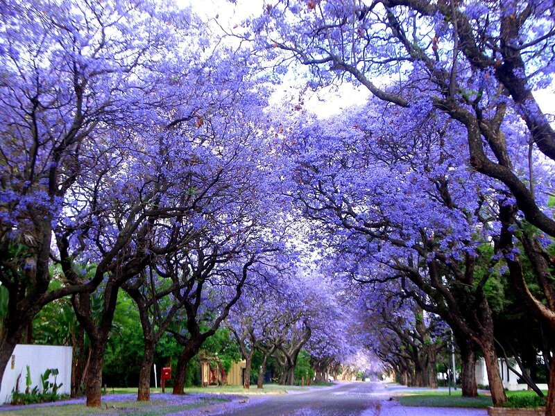 Purple Jacaranda Trees — Serene, Spring, Photograph, Road, Flowers