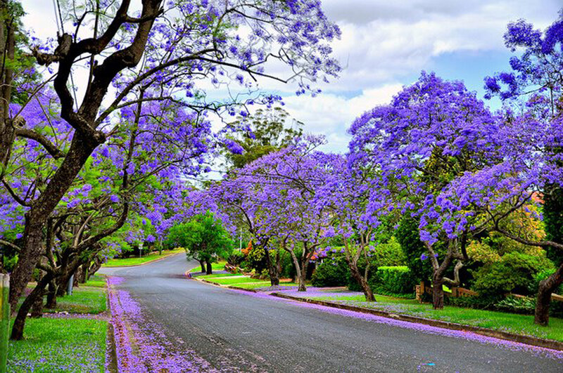 Purple Jacaranda Trees — Serene, Spring, Photograph, Road, Grass, Sky
