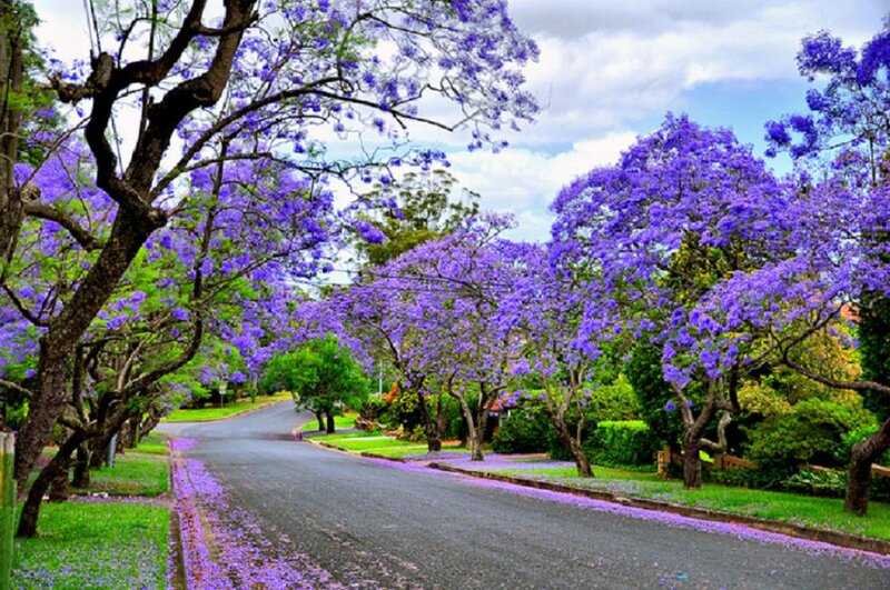 Purple Jacaranda Trees — Serene, Spring, Photograph, Road, Grass