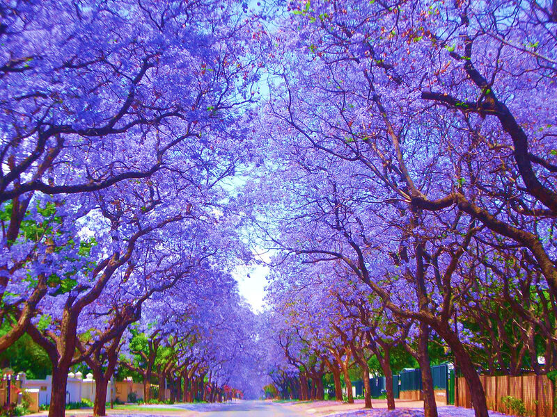 Purple Jacaranda Trees — Serene, Spring, Photograph, Road, Sky