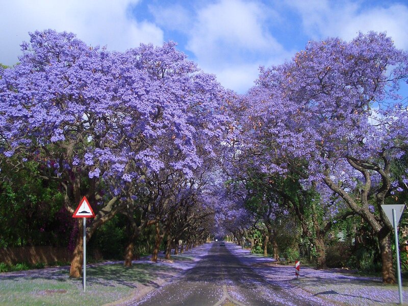 Purple Jacaranda Trees — Serene, Spring, Photograph, Road