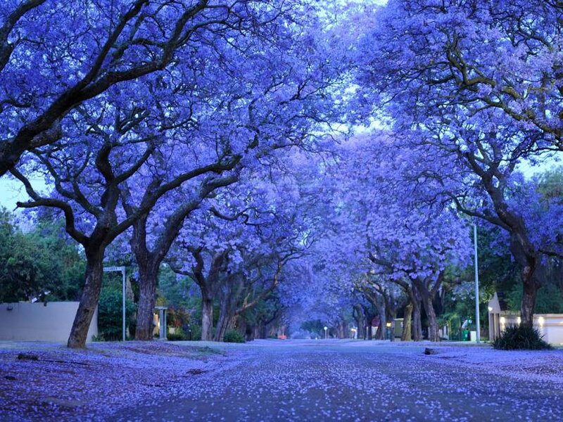 Purple Jacaranda Trees — Serene, Spring, Photograph