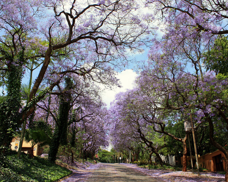 Purple Jacaranda Trees — Serene, Spring