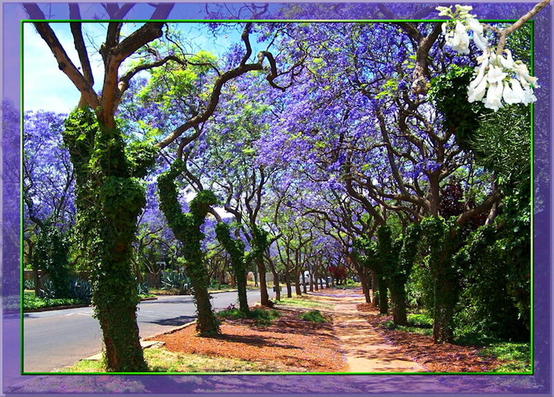 Purple Jacaranda Trees — Serene