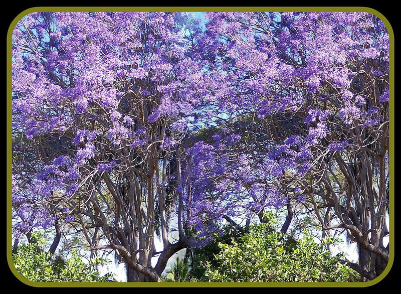 Purple Jacaranda Trees