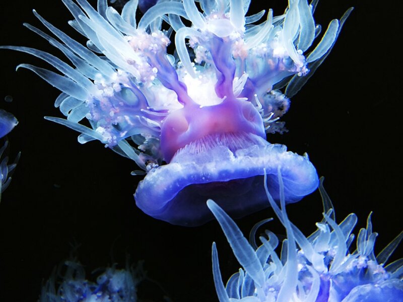 Purple Jellyfish — Blue, Serene, Night
